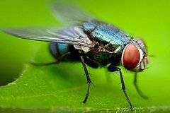 Мухи оказались возможными переносчиками птичьего гриппа