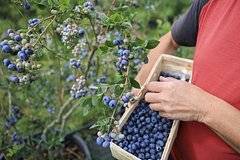 Названа неожиданная польза черники
