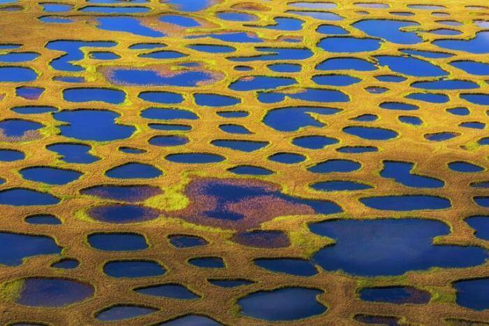 Жираф тундры