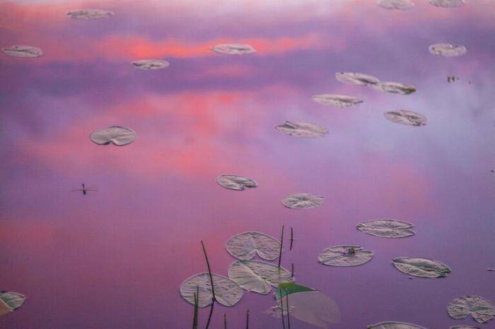 По стопам Моне