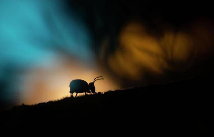 Фотография Людмилы Бегуновой Сказка на ночь