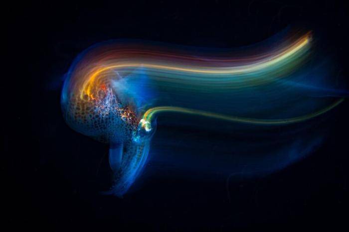 Фотография Андрея Шпатака След от каракатицы