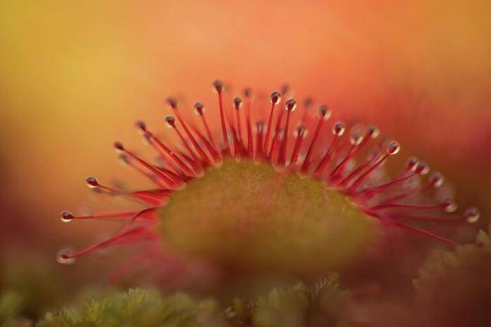 Фотография Виталия Матвеева Украшение болот