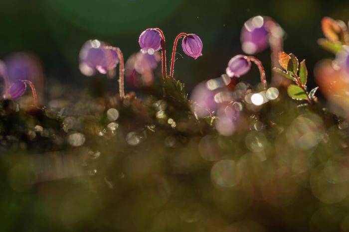 Фотография Георгия Башкина Колымская весна