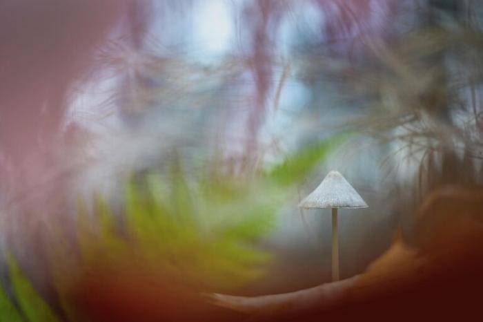 Фотография Дмитрия Кузнецова Краски осеннего леса