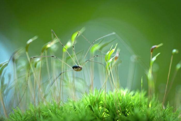 Фотография Екатерины Миляхиной Среди гусей
