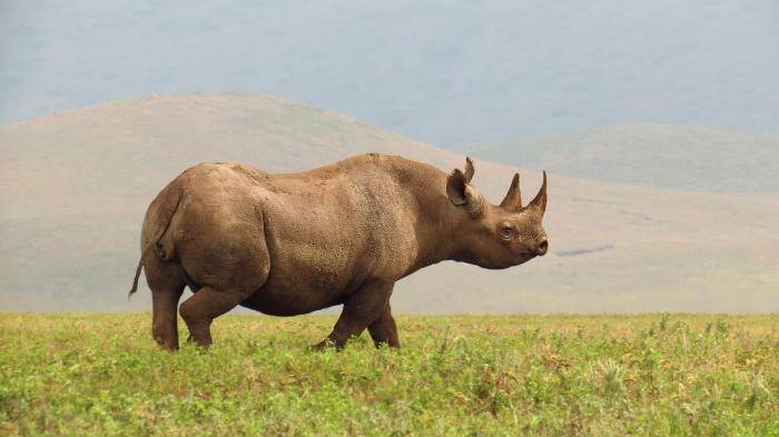 Носорог в заповеднике Нгоронгоро в Танзании