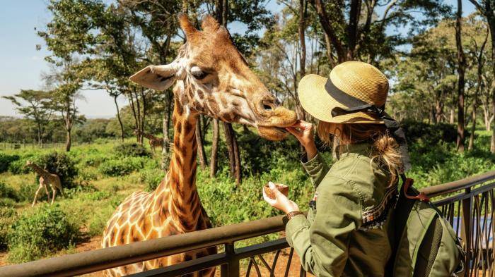 Туристка кормит жирафа в Кении