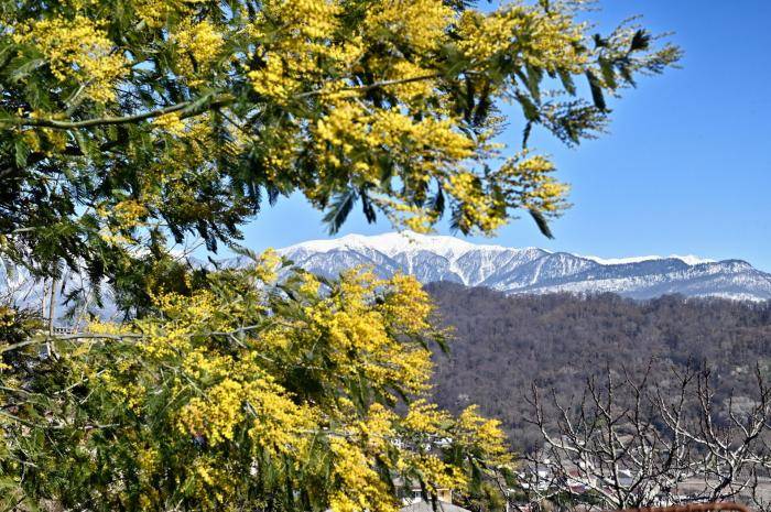 Цветение мимозы в Сочи