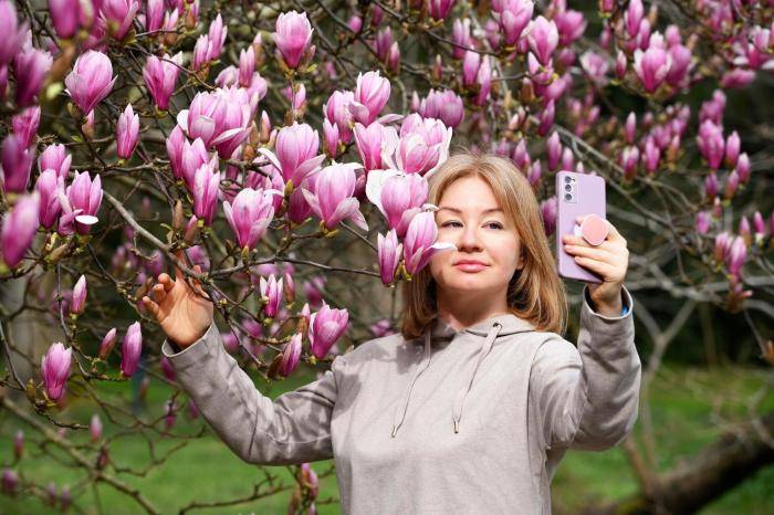 Девушка фотографируется на фоне цветущей магнолии Суланжа в парке Южные культуры в Соч