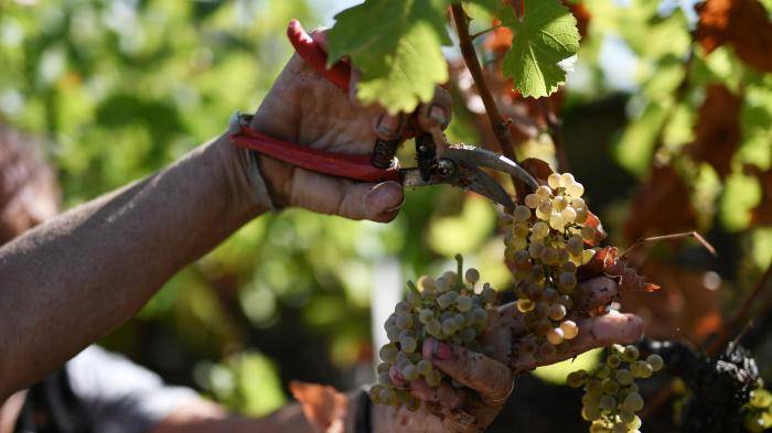 Сбор урожая