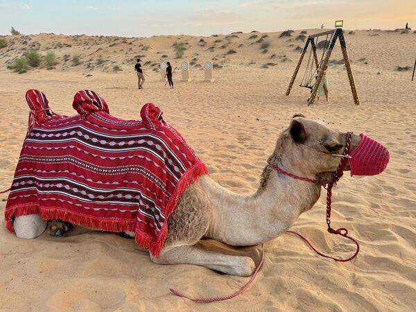 В заповеднике Dubai Desert Reserve