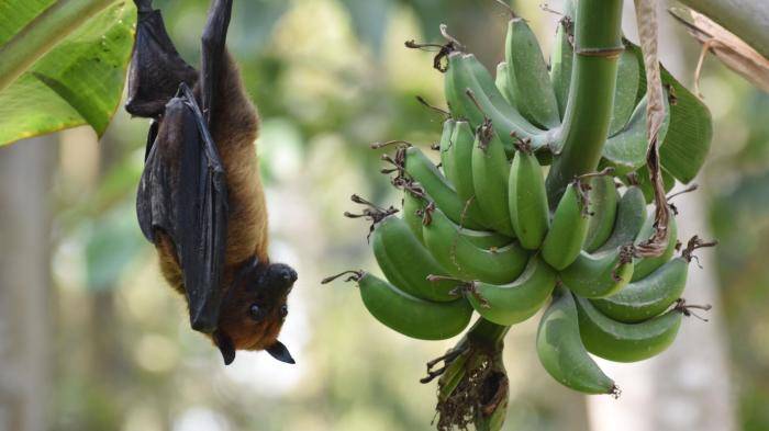 Индийская летучая лисица