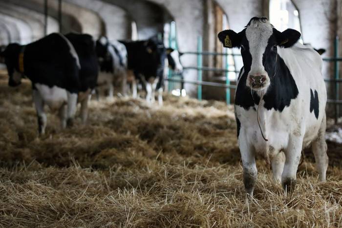 Эпидемия пастереллеза в Сибири