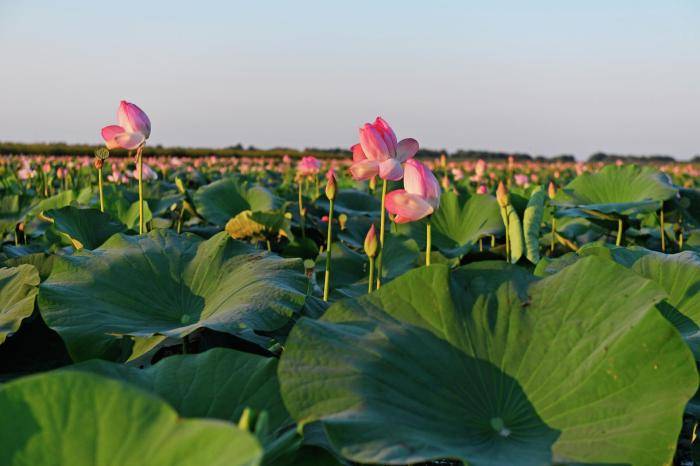 Цветущие лотосы в дельте Волги на территории Астраханского биосферного заповедника 