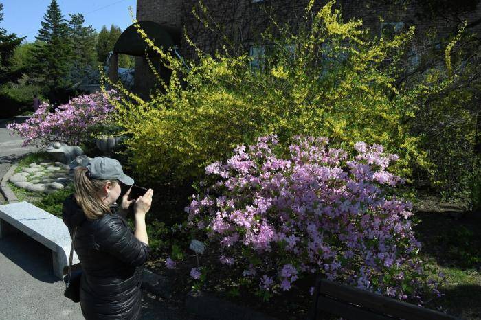 Девушка фотографирует Рододендрон Шлиппенбаха Ботаническом саду Владивостока