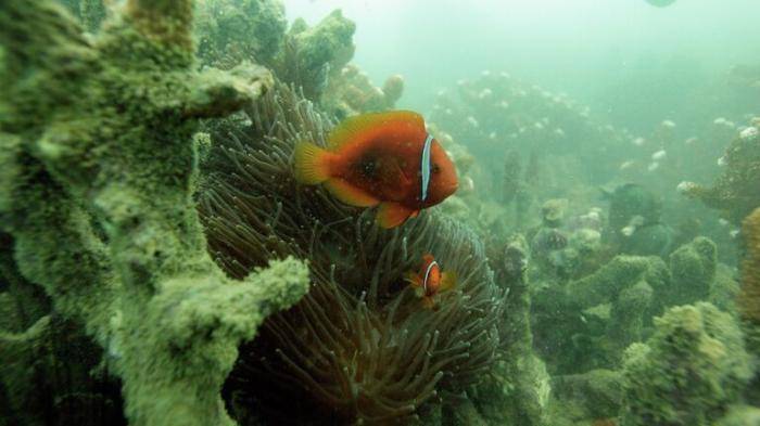 Рыба-клоун в заливе Нячанг Южно-Китайского моря