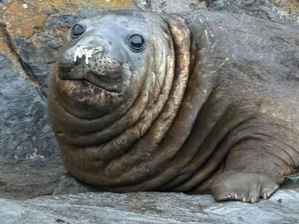 Морской слон в Антарктике