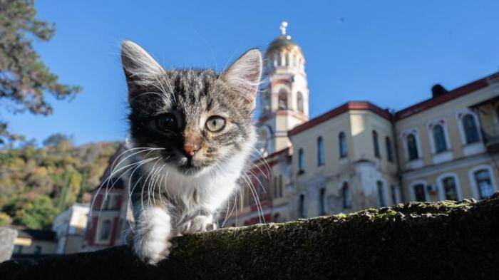 Котенок на территории Ново-Афонского Симоно-Кананитского монастыря