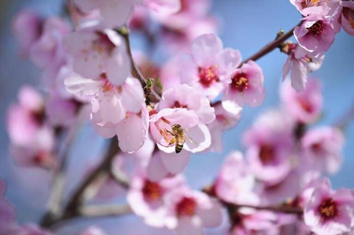 Цветение персика в Воронцовском парке в Алупке