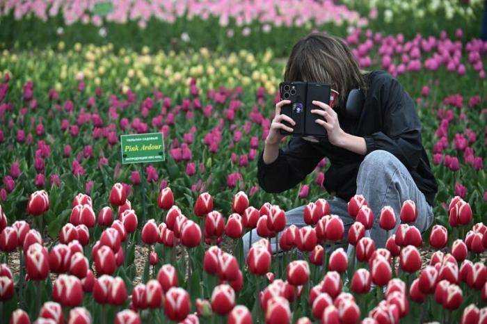 Тюльпаны в Никитском ботаническом саду в Ялте