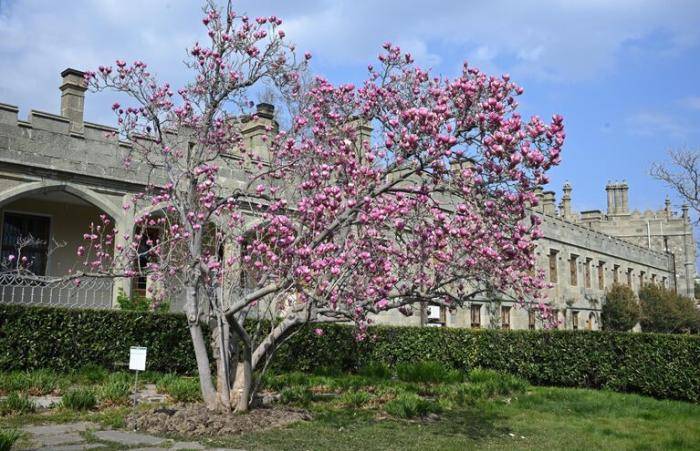 Цветение магнолии Суланжа в Воронцовском парке в Алупке