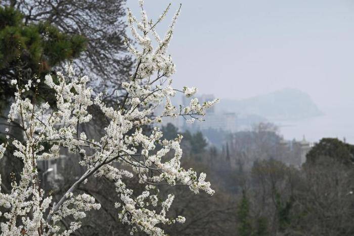 Цветение алычи в Алупке