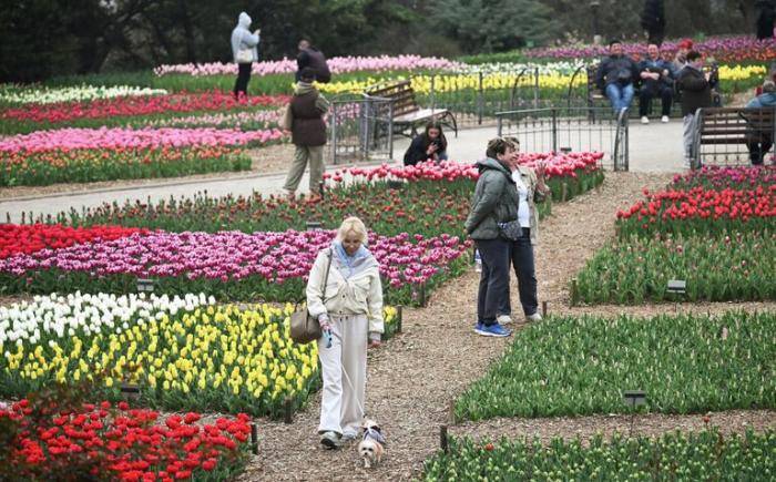 Посетители на 19-й ежегодной выставке Парад тюльпанов в Никитском ботаническом саду в Ялте.