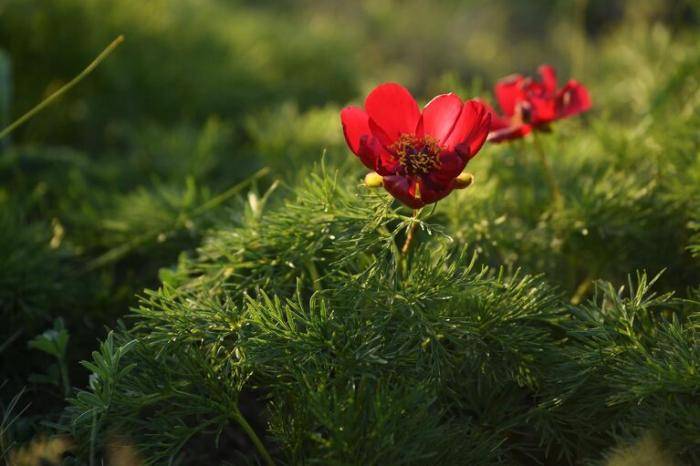 Дикие пионы в Крыму