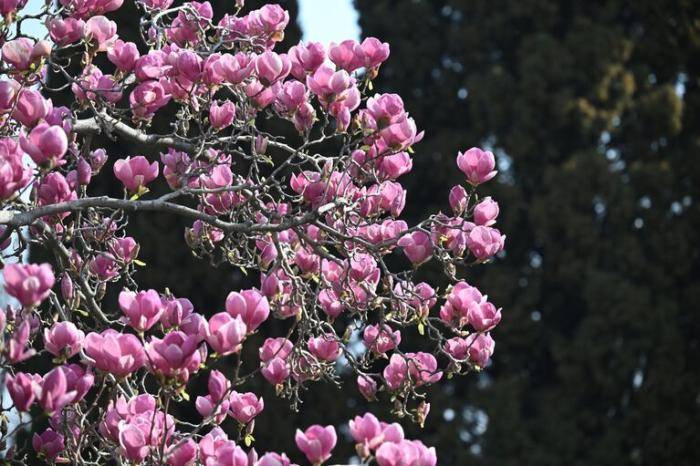 Цветение магнолии Суланжа в Воронцовском парке в Алупке.