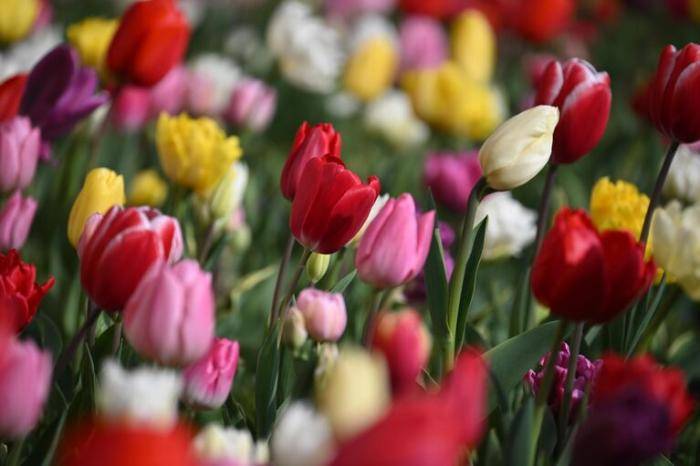 Тюльпаны в Никитском ботаническом саду в Ялте