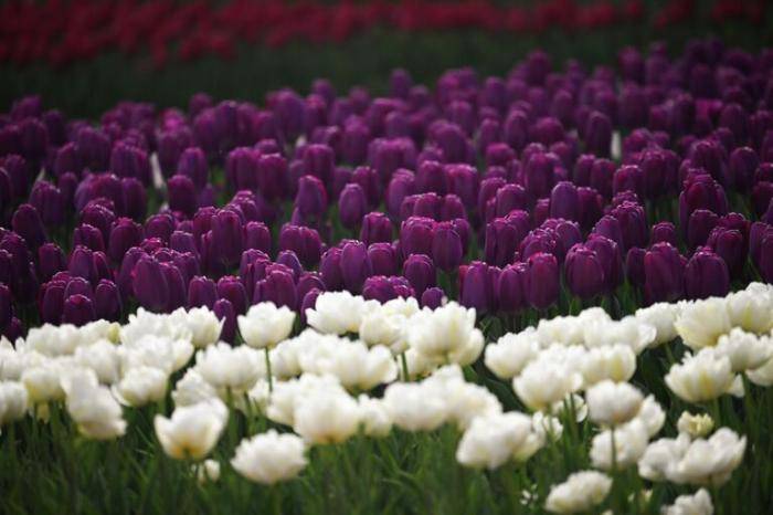 Тюльпаны в Никитском ботаническом саду в Ялте