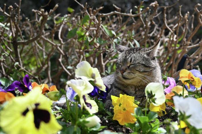 Кошка в Никитском ботаническом саду в Крыму