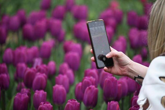 Ежегодный Парад тюльпанов в Ялте