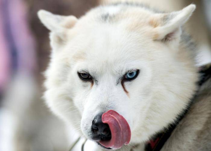 Собака породы хаски на территории парка Сокольники