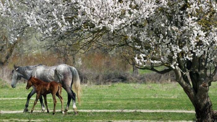 Лошади у подножия Белой скалы в Белогорском районе Крыма