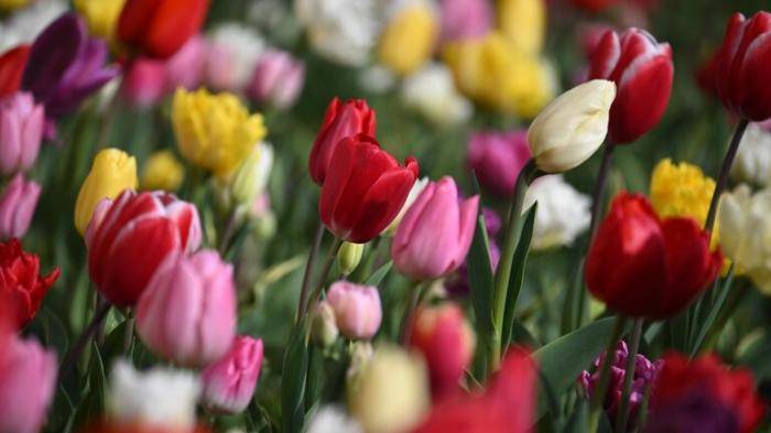 Тюльпаны в Никитском ботаническом саду в Ялте