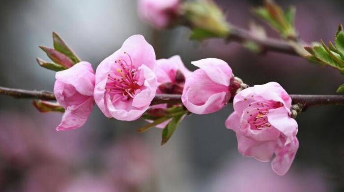 Цветение сакуры в Алупке