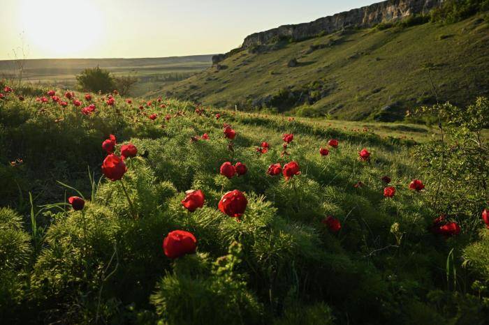 Дикие красные пионы цветут в Красной долине возле Белой скалы (Ак-Кая) в Белогорском районе Крыма