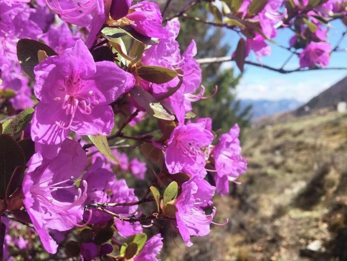 Цветущий куст рододендрона Ледебура на Алтае