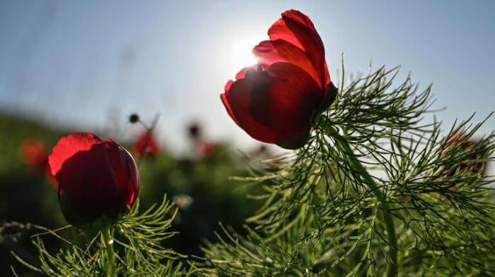 Дикие красные пионы цветут в Красной долине возле Белой скалы (Ак-Кая) в Белогорском районе Крыма