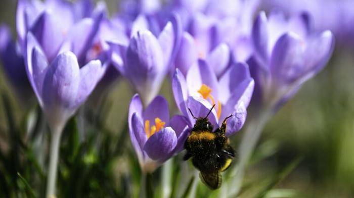 Цветение крокусов