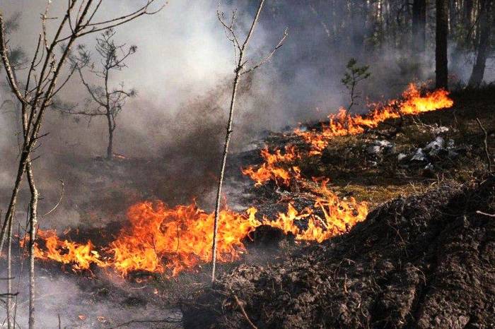 Пожар в зоне отчуждения у Чернобыля