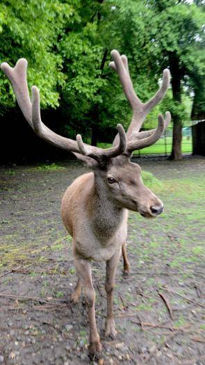 Олень в вольерном комплексе Лаура Кавказского заповедника