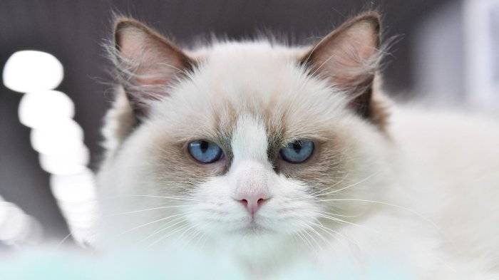 Кошка