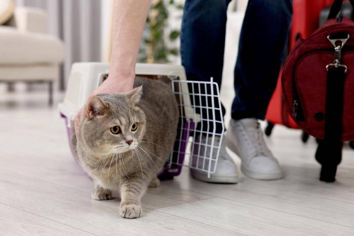 Кошка в гостинице